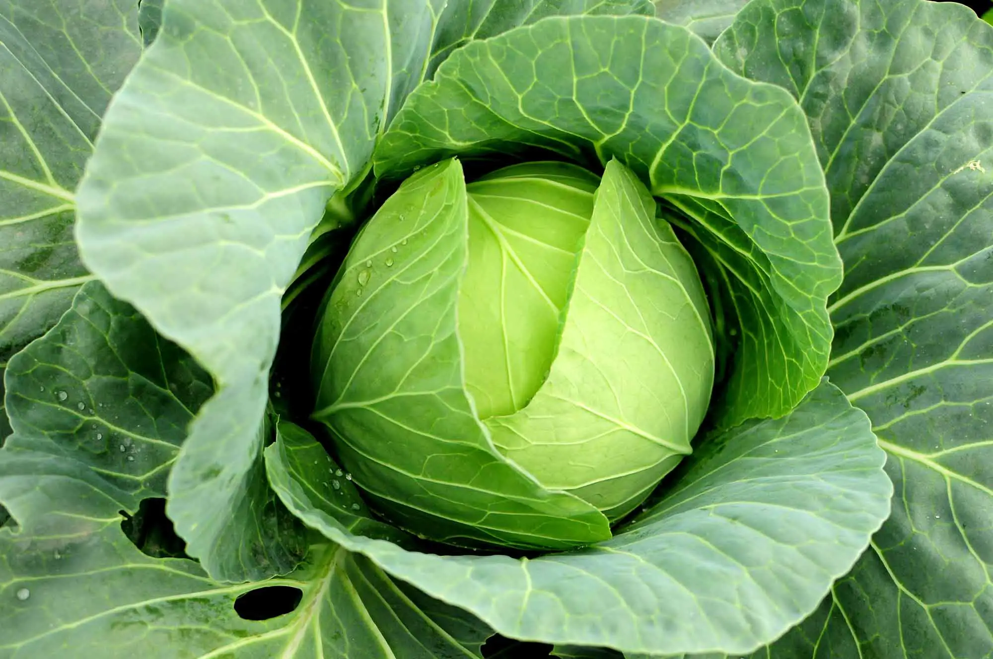 Cabbage In, Cabbage Out