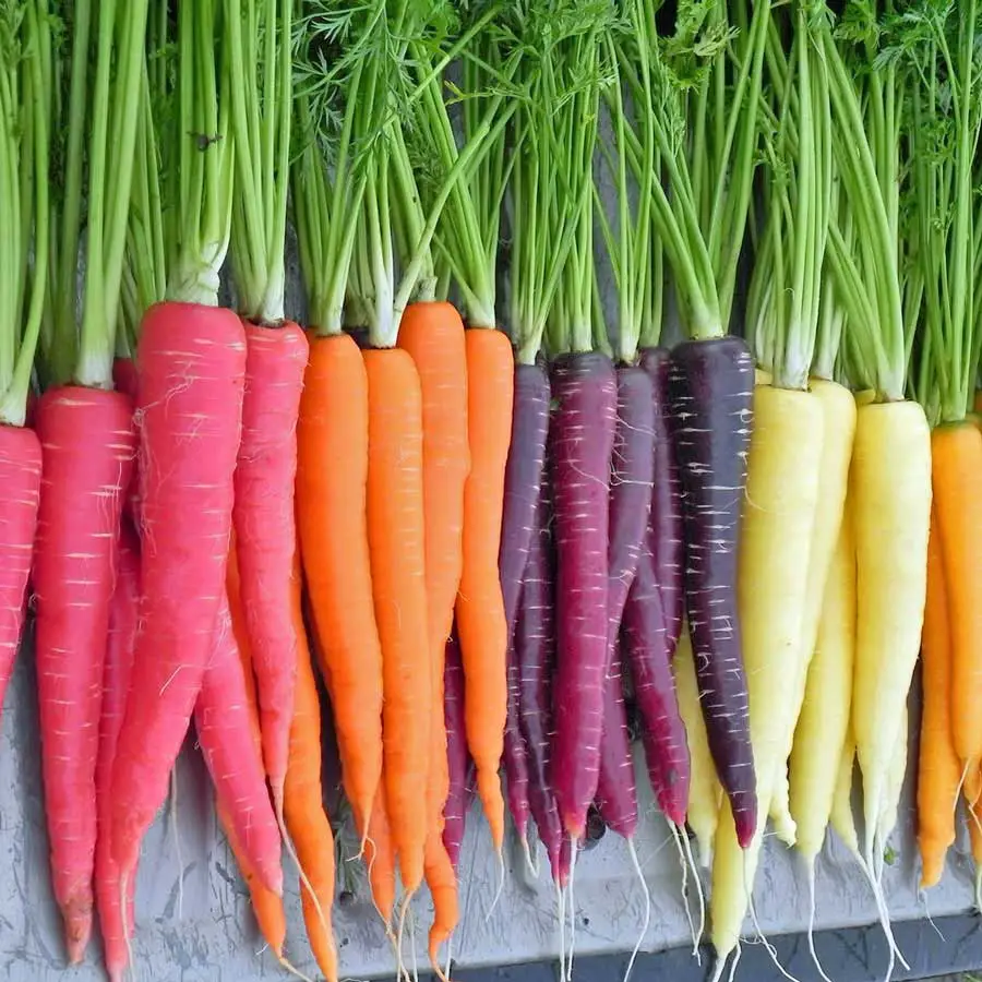 The Many Benefits Of Carrots