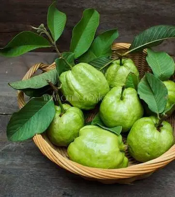 DIY Wednesday: Use Guava Leaves To Get Thick, Long And Healthy Hair