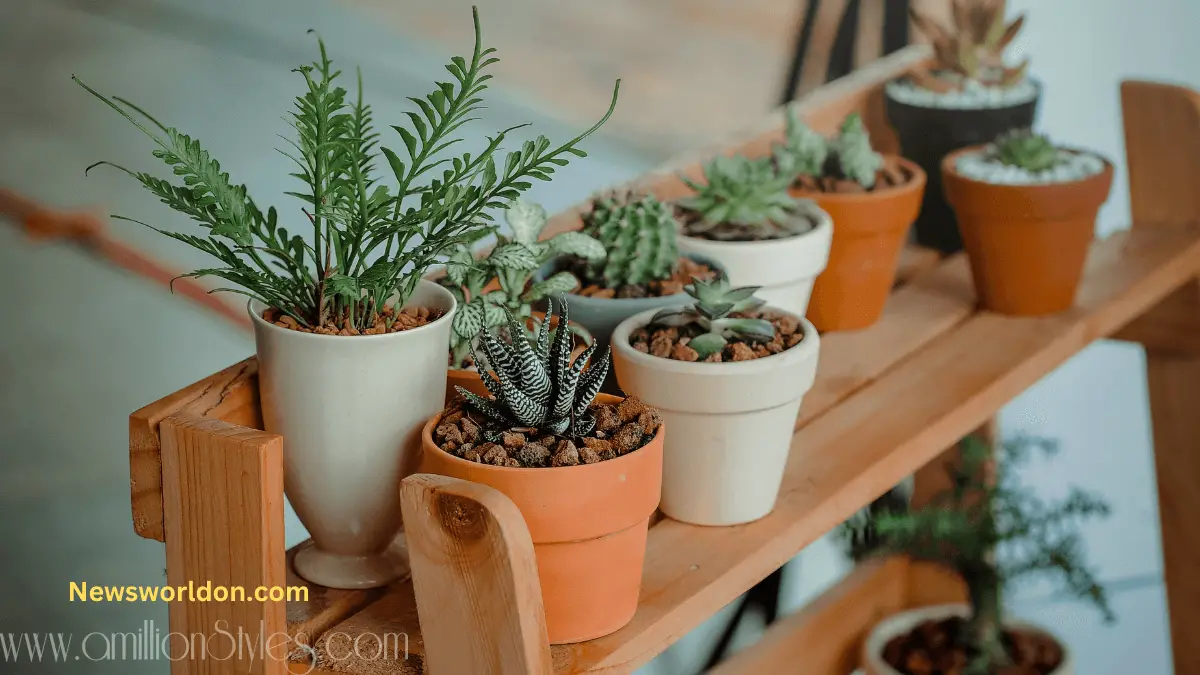 Plant Styling: Tips and Tricks for Arranging Indoor Plants