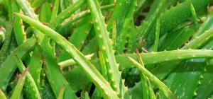 10 Mind-Blowing Benefits of Aloe Vera for Hair You Never Knew!