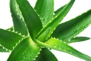 Five Ways To Use Aloe Vera For Long And Healthy Hair