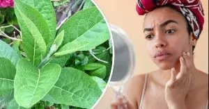 bitterleaf for pimples-amillionstyles
