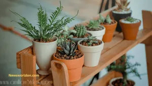 Plant Styling: Tips and Tricks for Arranging Indoor Plants